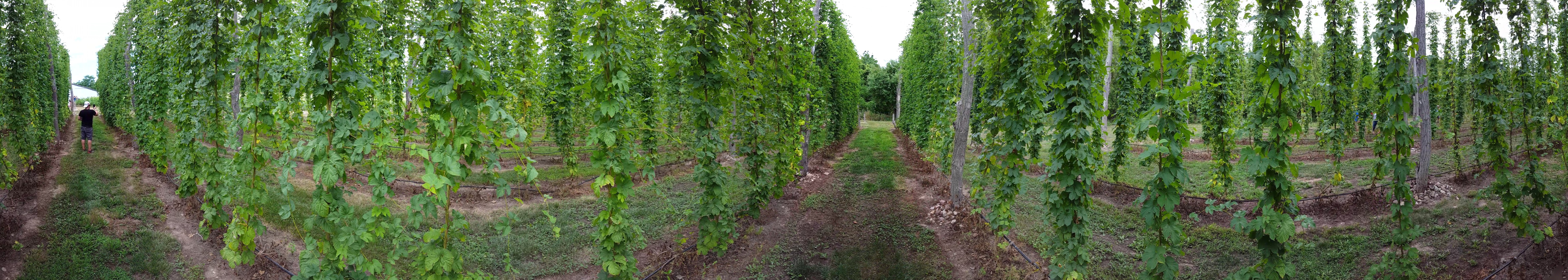 Brewing