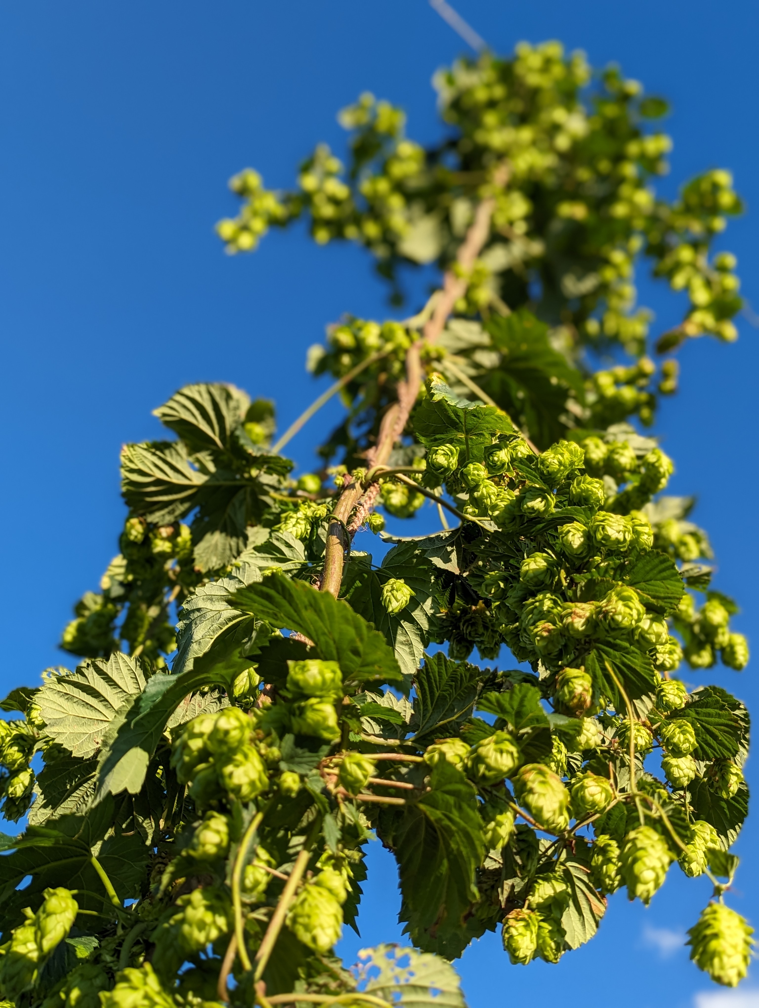 Hop bines against blue sky