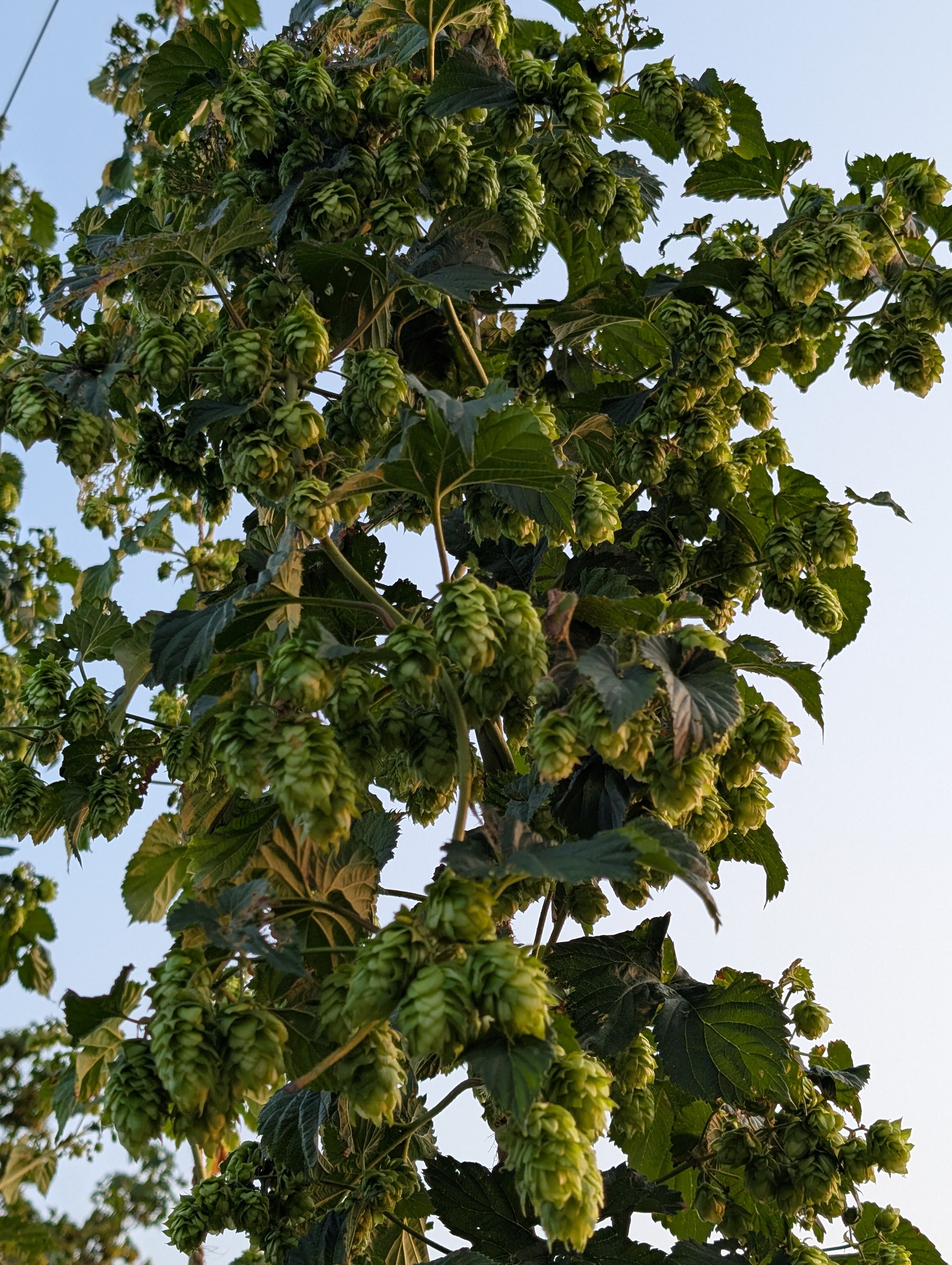 Homegrown hops on the vine